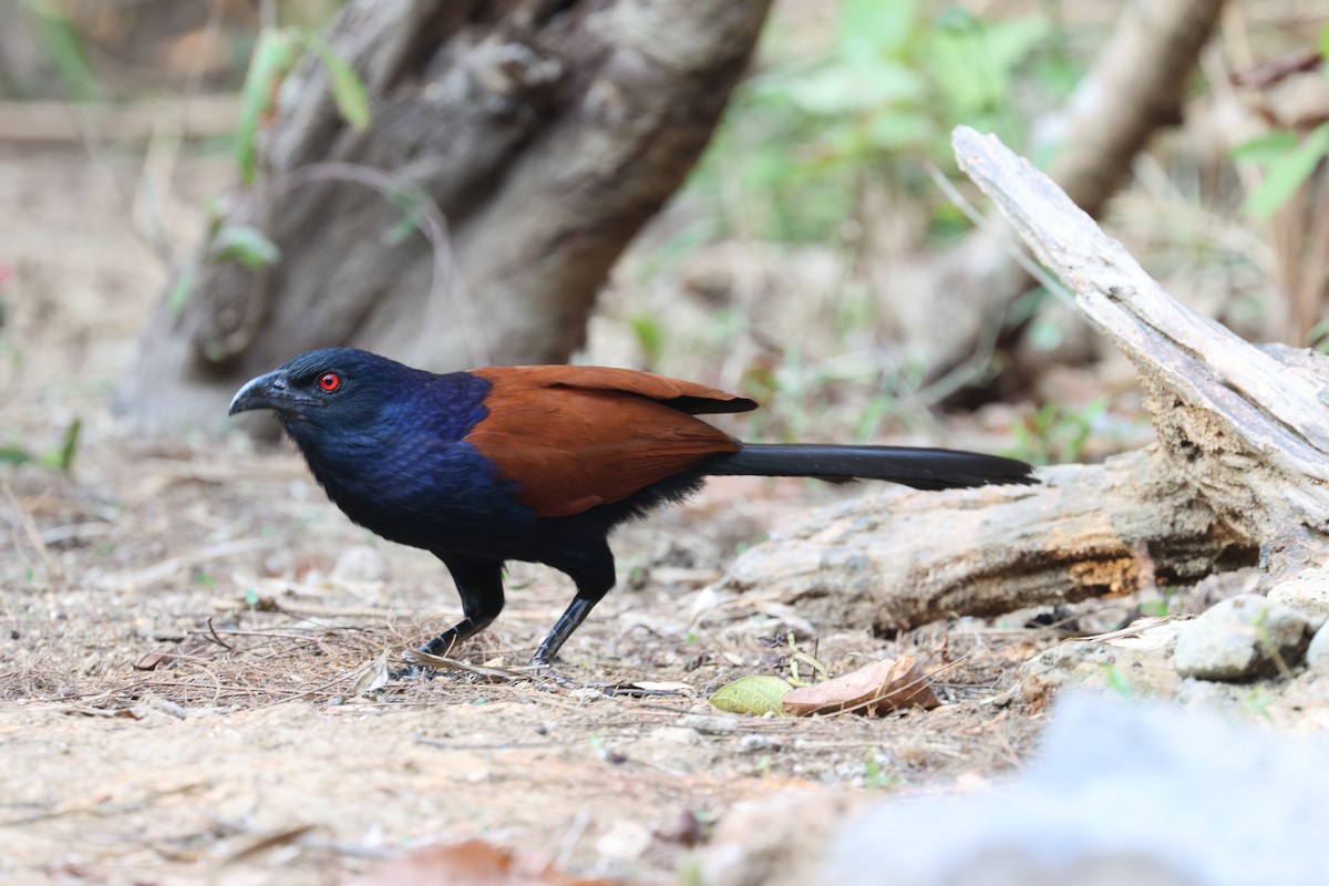 Greater Coucal - ML617214863