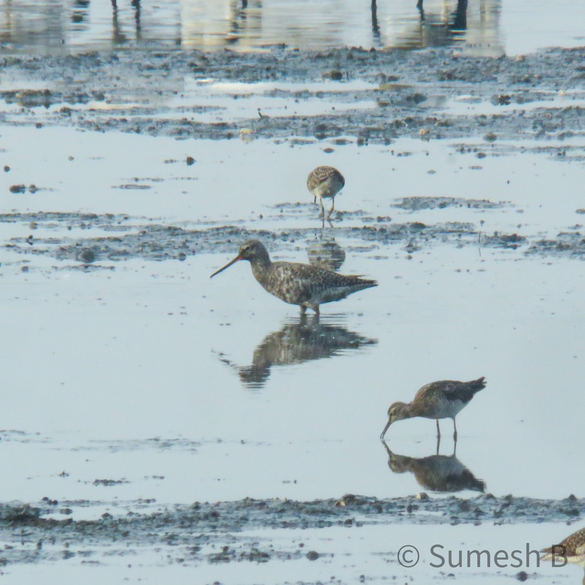 Spotted Redshank - ML617214867