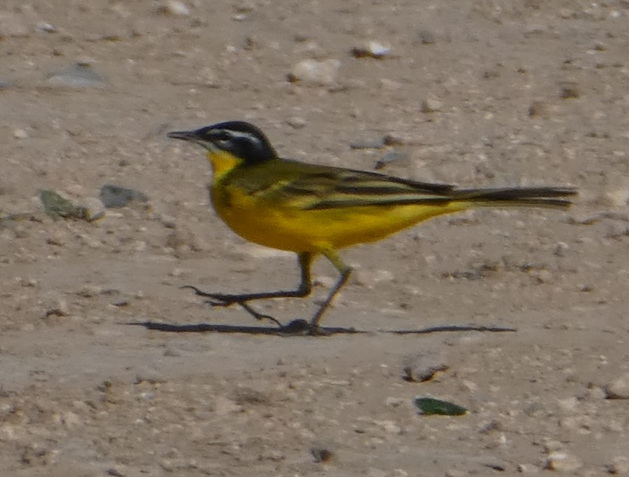 Western Yellow Wagtail - ML617214895