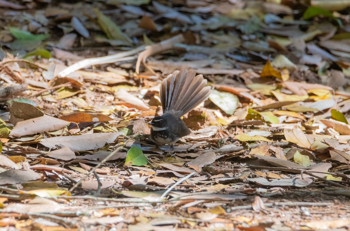 Spot-breasted Fantail - ML617214919