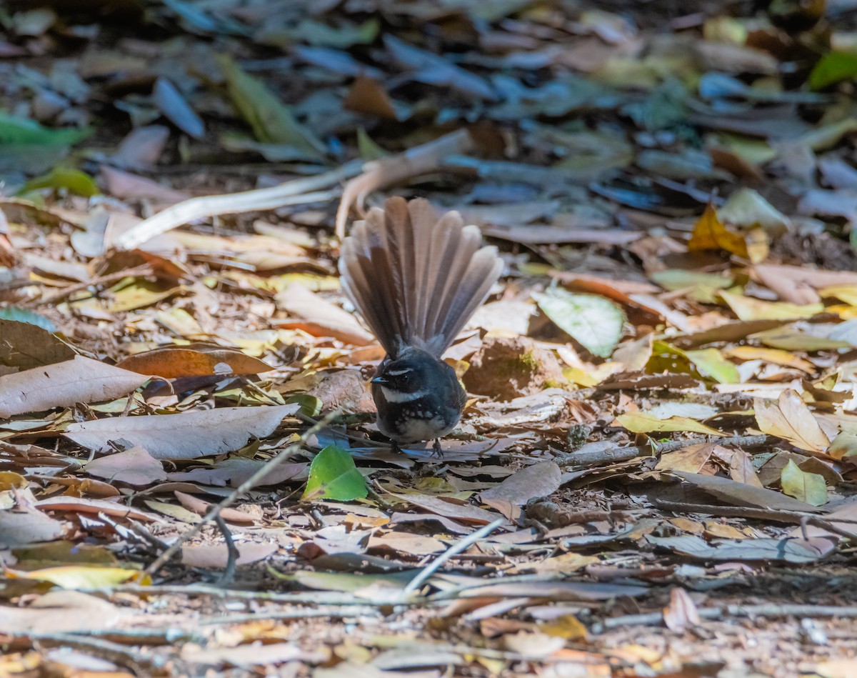 Spot-breasted Fantail - ML617214920