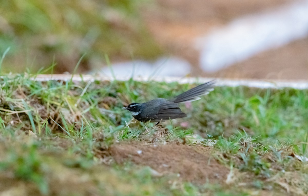 Spot-breasted Fantail - ML617214921