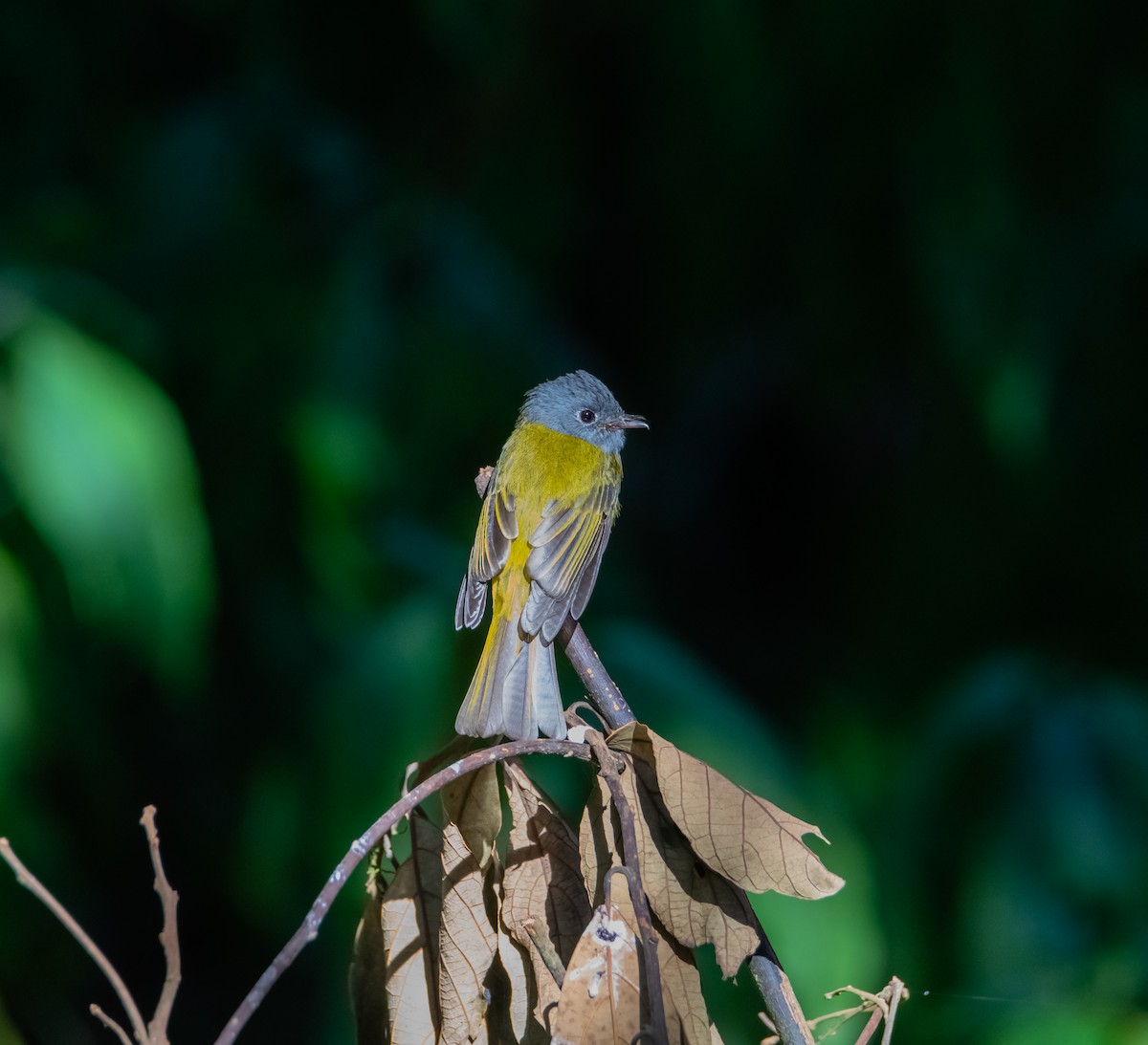 Gray-headed Canary-Flycatcher - Arun Raghuraman