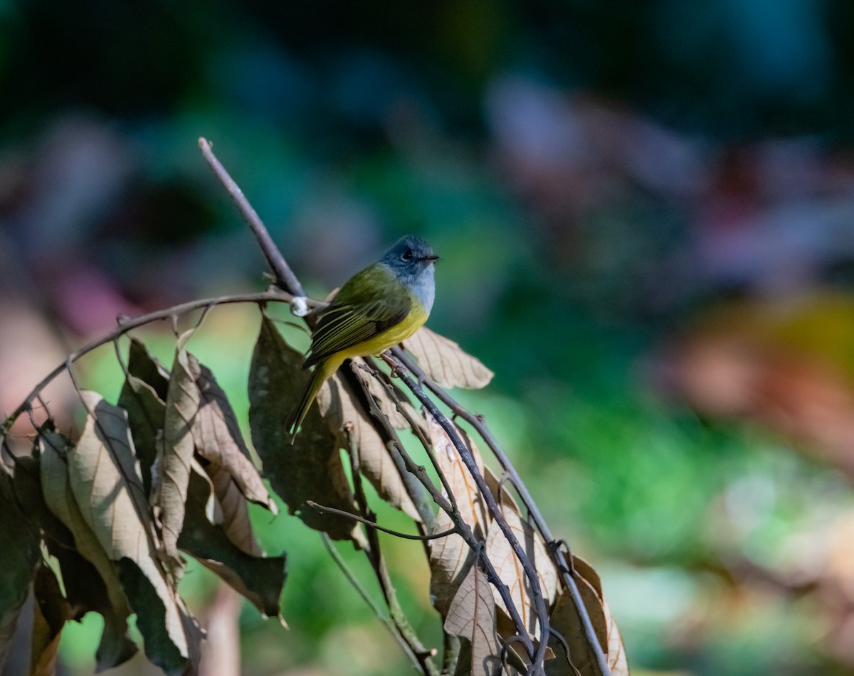 Gray-headed Canary-Flycatcher - ML617214932