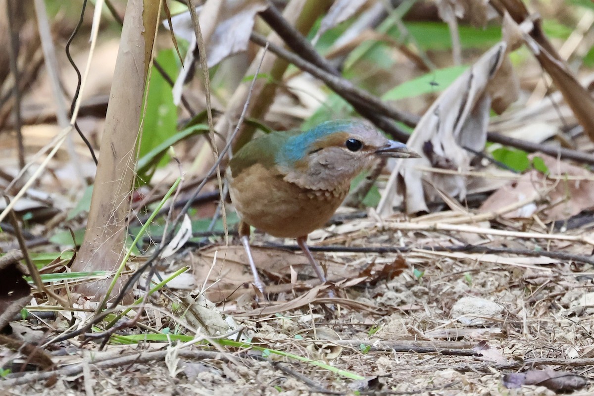 Blue-rumped Pitta - Mike Jacob