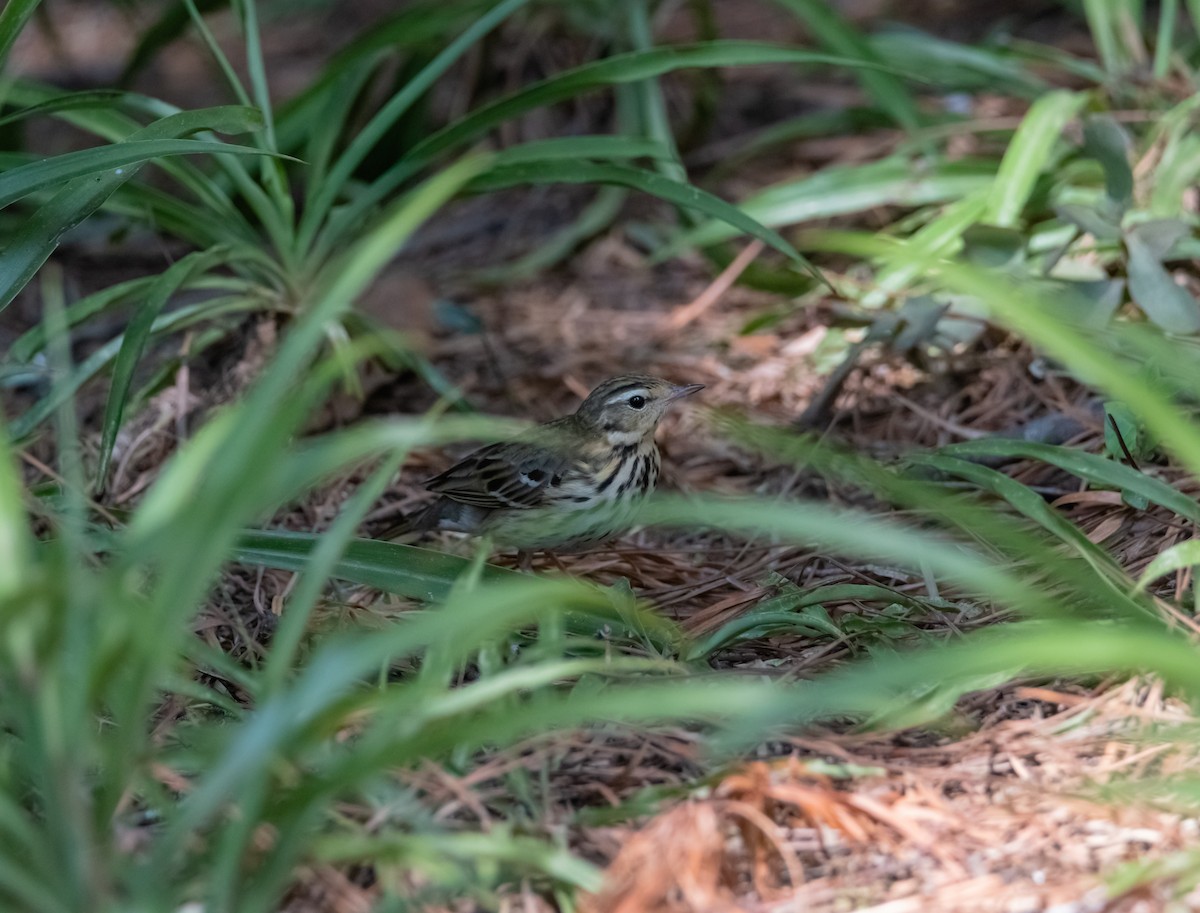Olive-backed Pipit - ML617214950