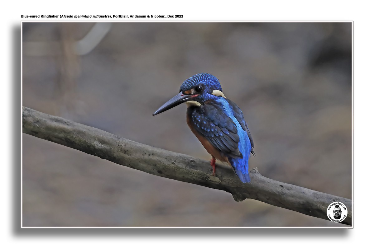 Blue-eared Kingfisher - ML617214976