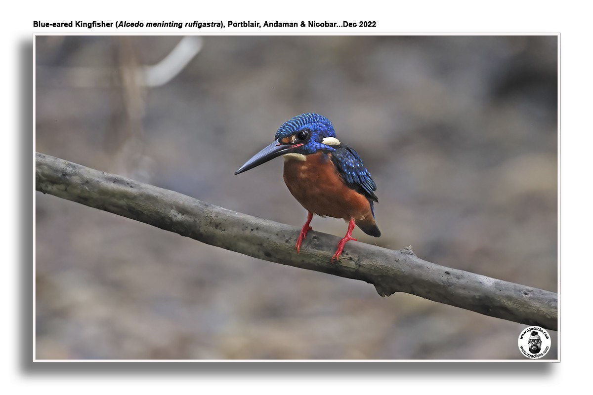 Blue-eared Kingfisher - ML617214977