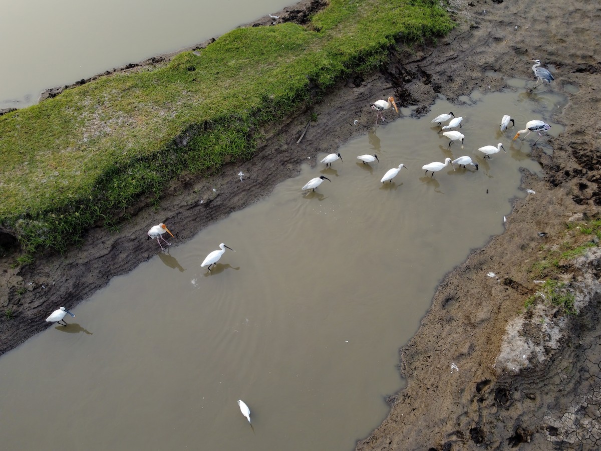 Painted Stork - ML617214984