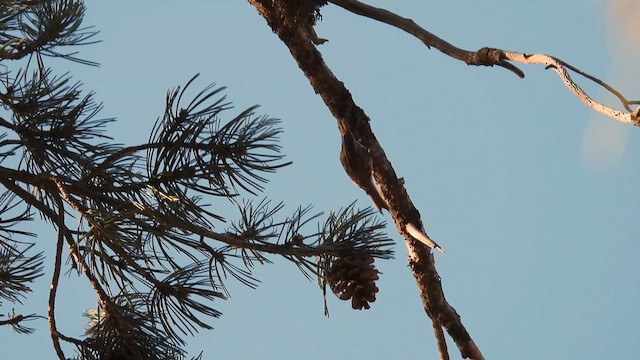 Short-toed Treecreeper - ML617214989