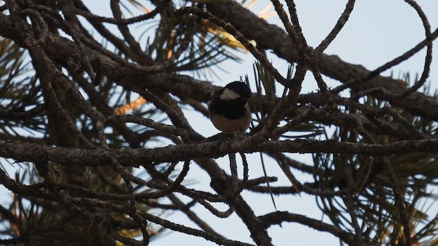 ヒガラ - ML617214996