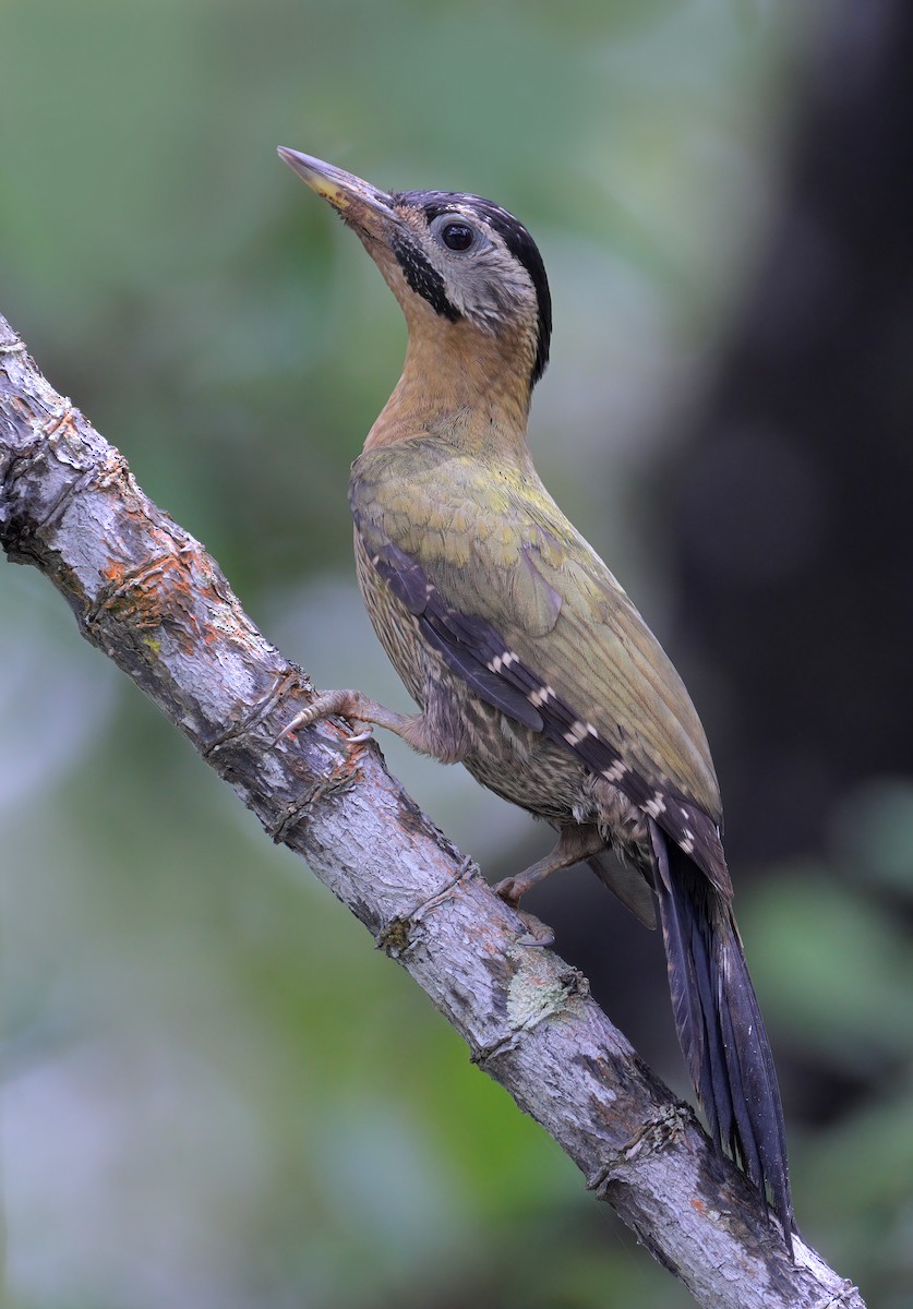 Laced Woodpecker - sheau torng lim