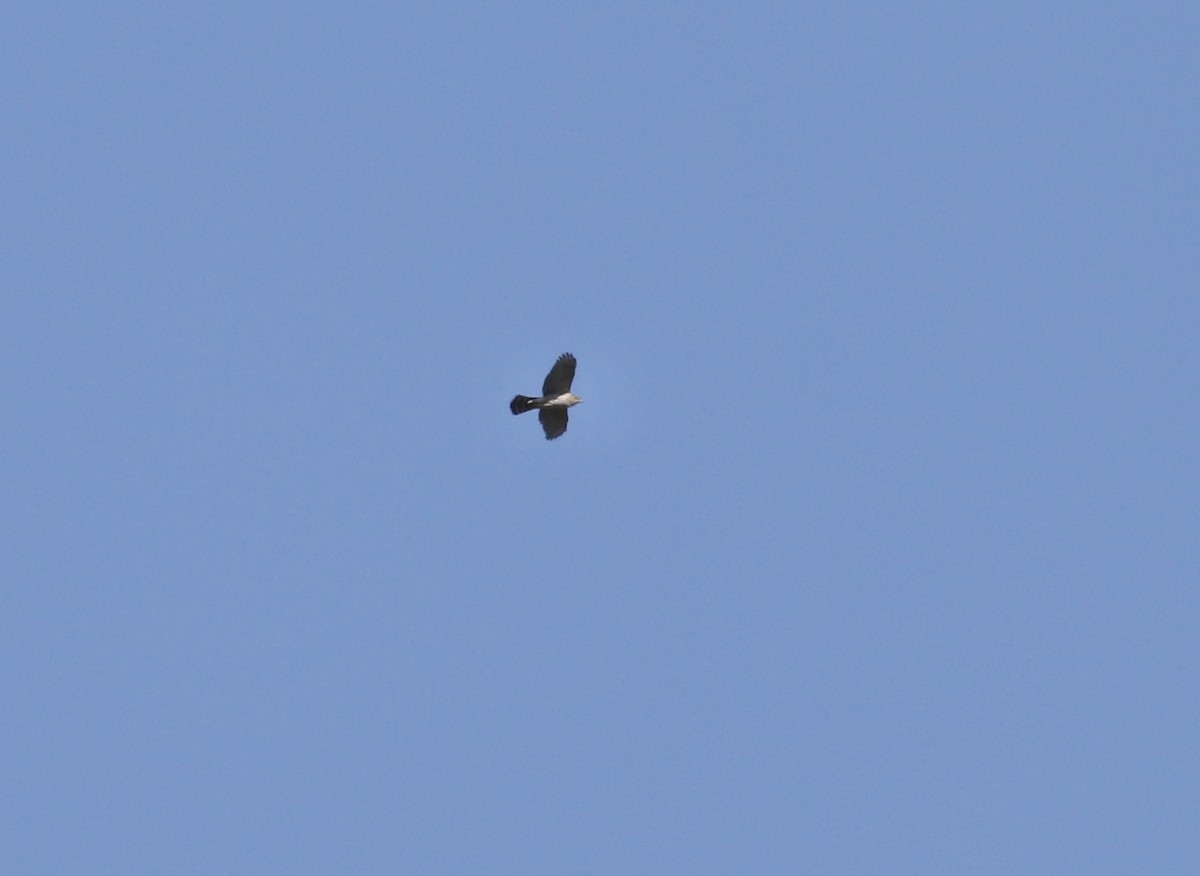 Accipiter sp. - Dan Burton