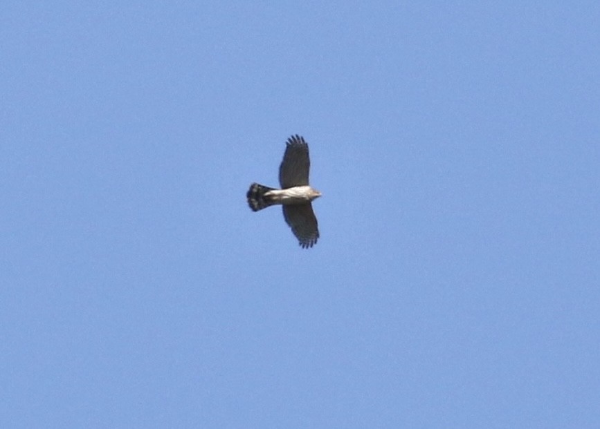 Accipitrine hawk sp. (former Accipiter sp.) - ML617215016