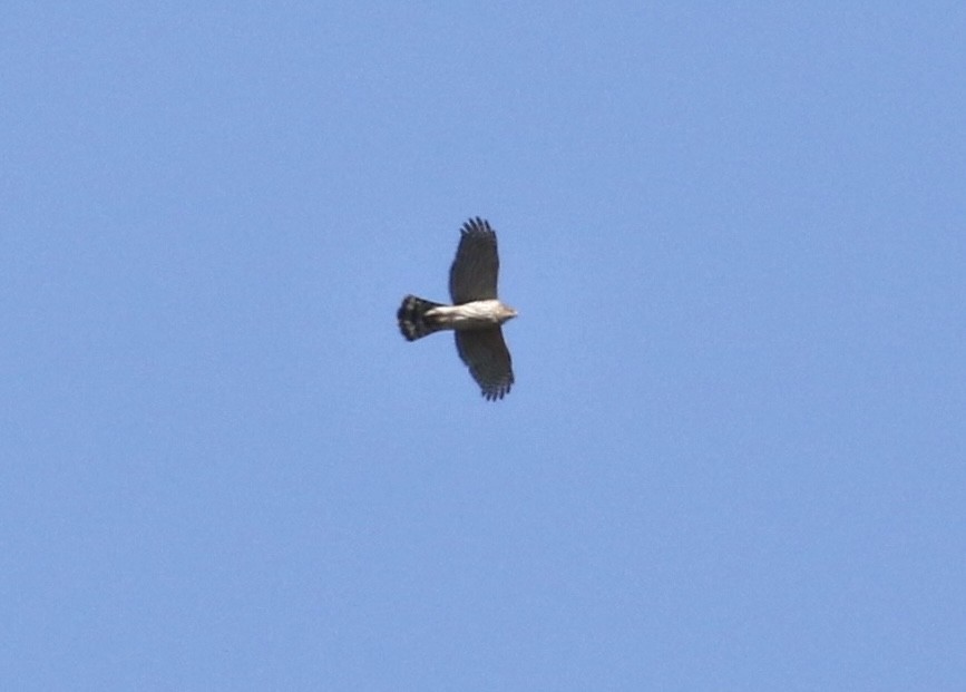 Accipiter sp. - Dan Burton