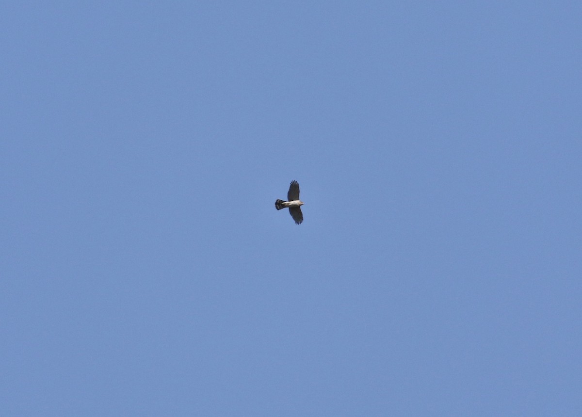 Accipitrine hawk sp. (former Accipiter sp.) - ML617215018