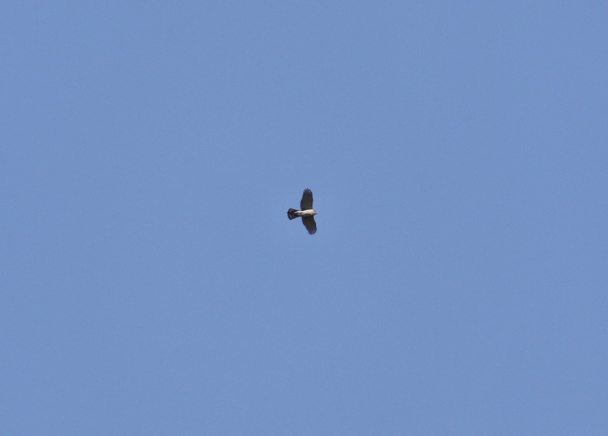 Azor/Gavilán sp.  (Accipiter sp.) - ML617215018