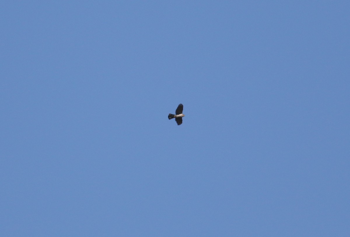 Accipitrine hawk sp. (former Accipiter sp.) - ML617215019