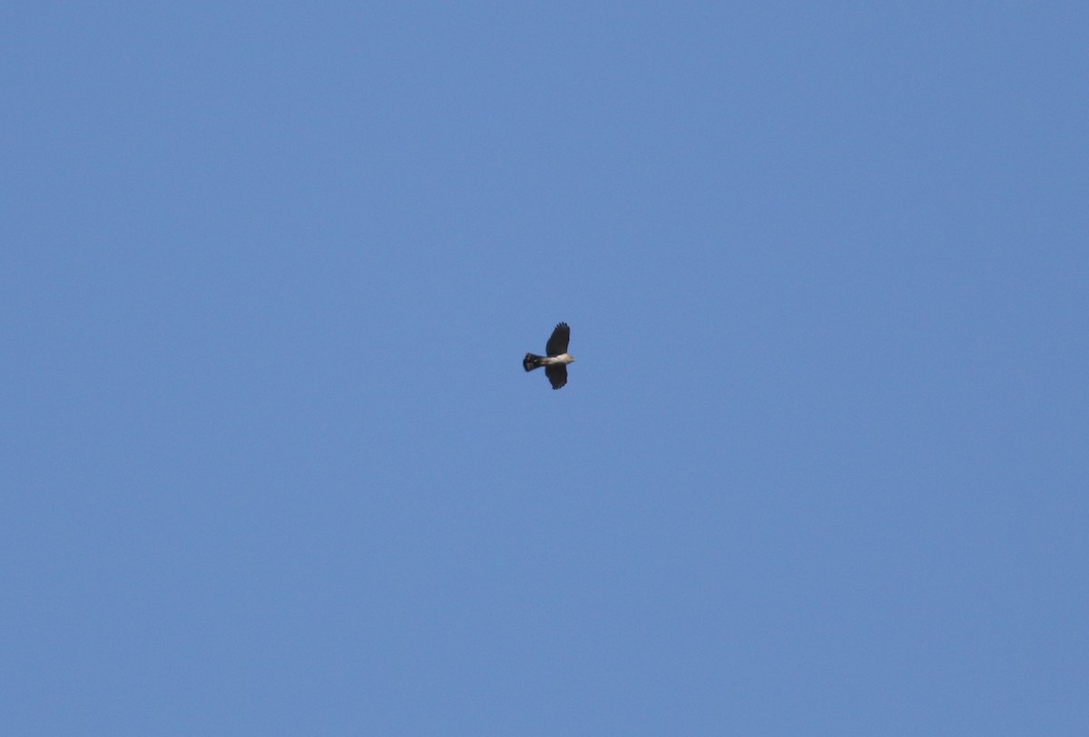 Accipiter sp. - Dan Burton