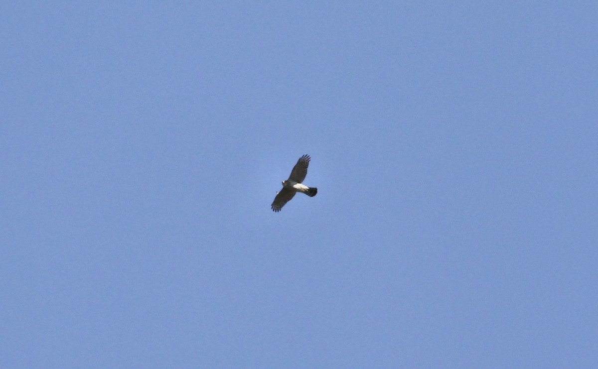 Accipitrine hawk sp. (former Accipiter sp.) - ML617215020