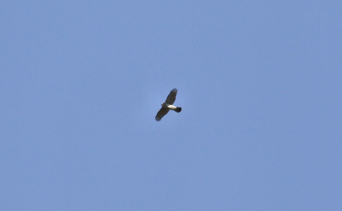 Azor/Gavilán sp.  (Accipiter sp.) - ML617215020