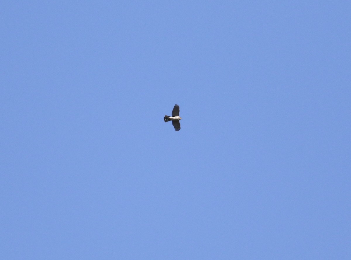 Accipitrine hawk sp. (former Accipiter sp.) - ML617215021