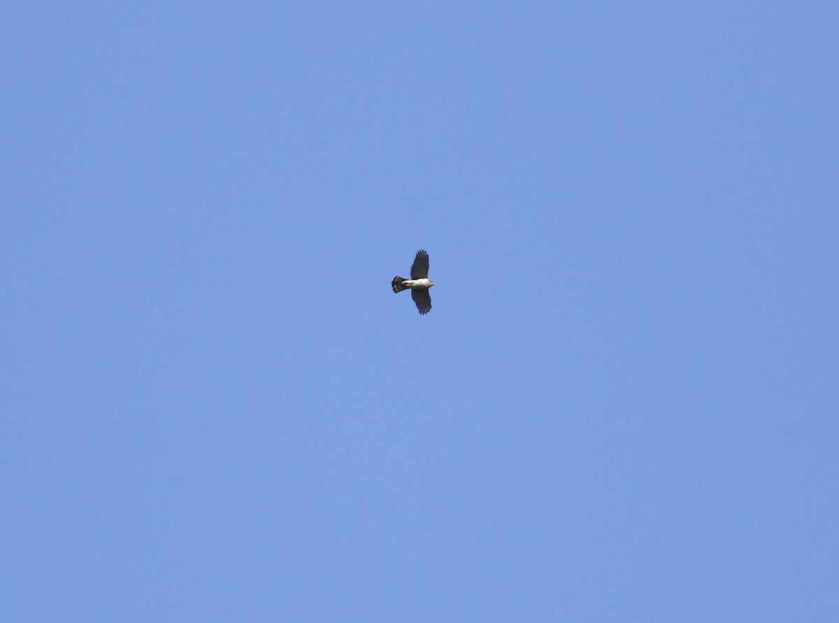 Accipiter sp. - Dan Burton