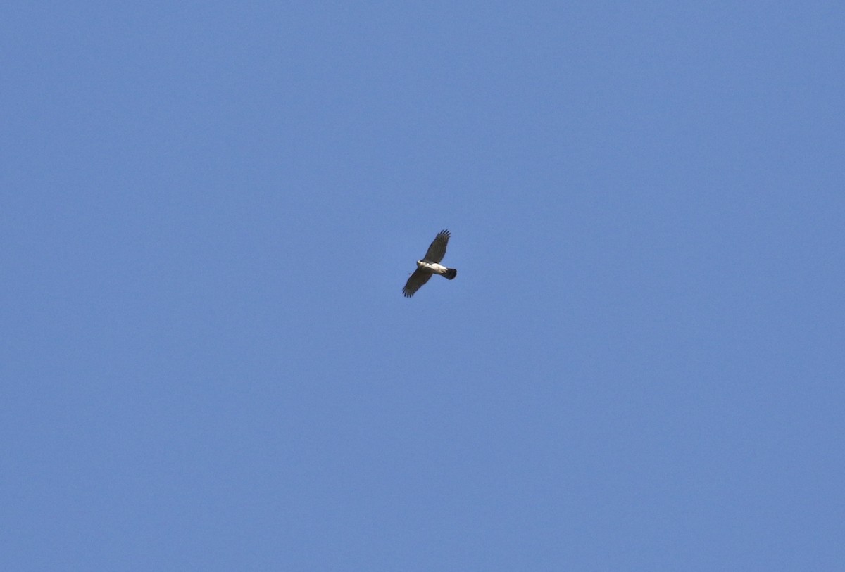 Accipitrine hawk sp. (former Accipiter sp.) - ML617215022