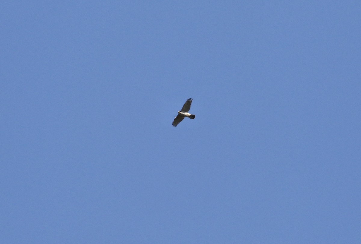 Azor/Gavilán sp.  (Accipiter sp.) - ML617215022