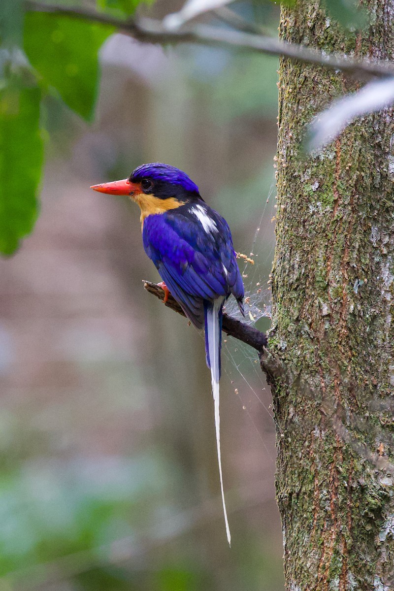 Buff-breasted Paradise-Kingfisher - ML617215046