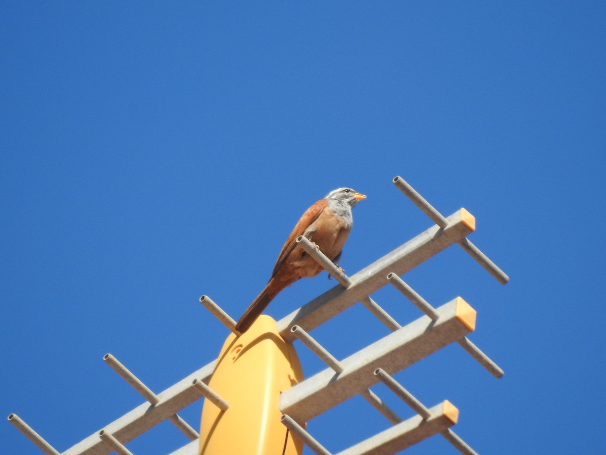 House Bunting - Antonio Jesús Sepúlveda