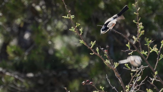 Masked Shrike - ML617215076