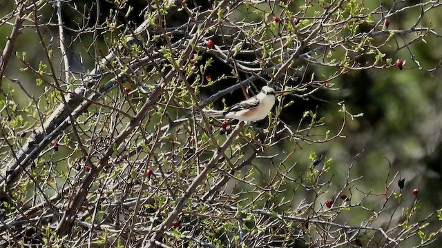 Masked Shrike - ML617215077