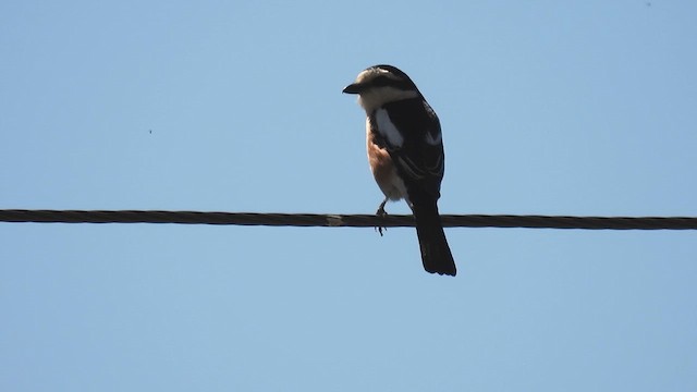 Masked Shrike - ML617215080