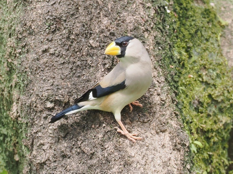 Japanese Grosbeak - Osamu Murakami