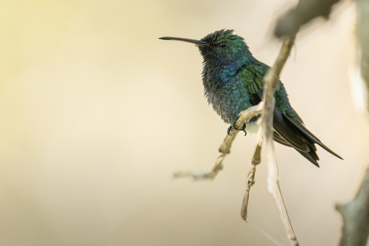 Sapphire-bellied Hummingbird - ML617215095