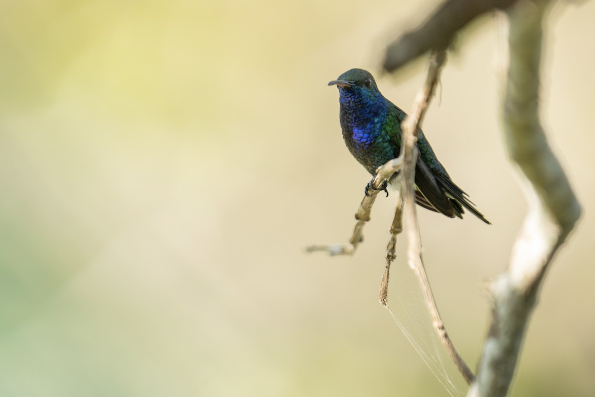 Sapphire-bellied Hummingbird - Jaro Schacht