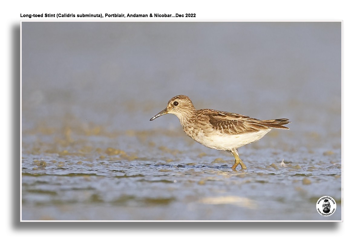 Long-toed Stint - Saravanan Janakarajan