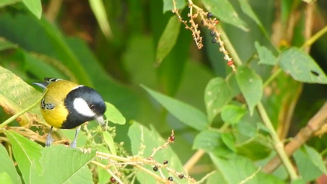 Green-backed Tit - ML617215125