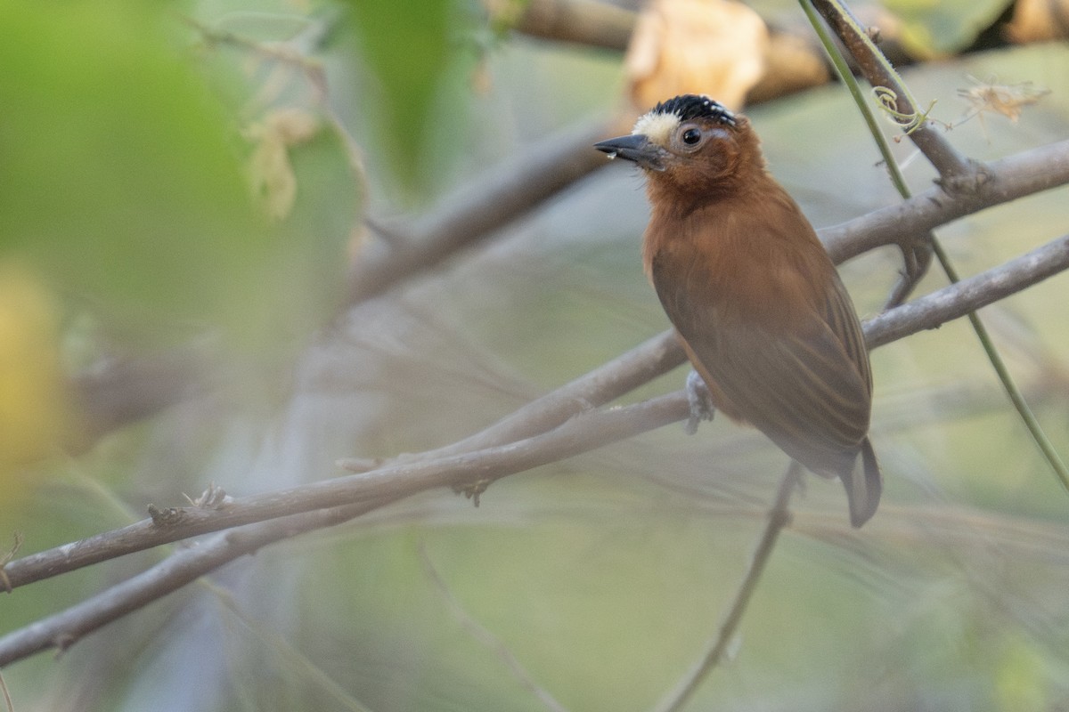 Chestnut Piculet - ML617215154