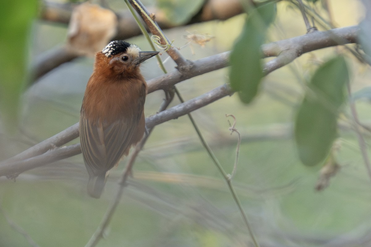 Chestnut Piculet - ML617215155