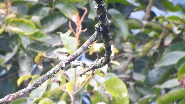 Gray-headed Canary-Flycatcher - ML617215162