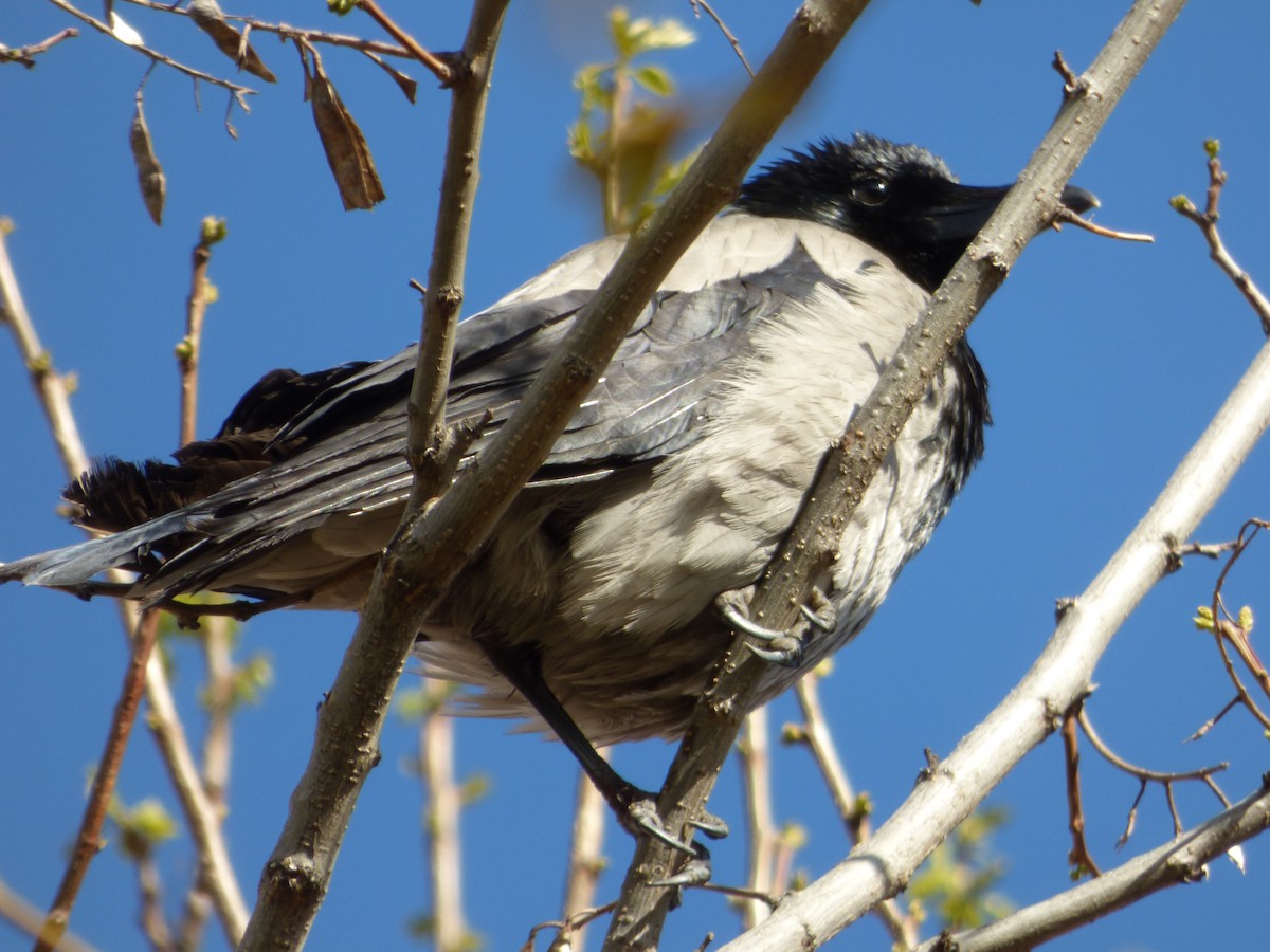 Hooded Crow - ML617215167