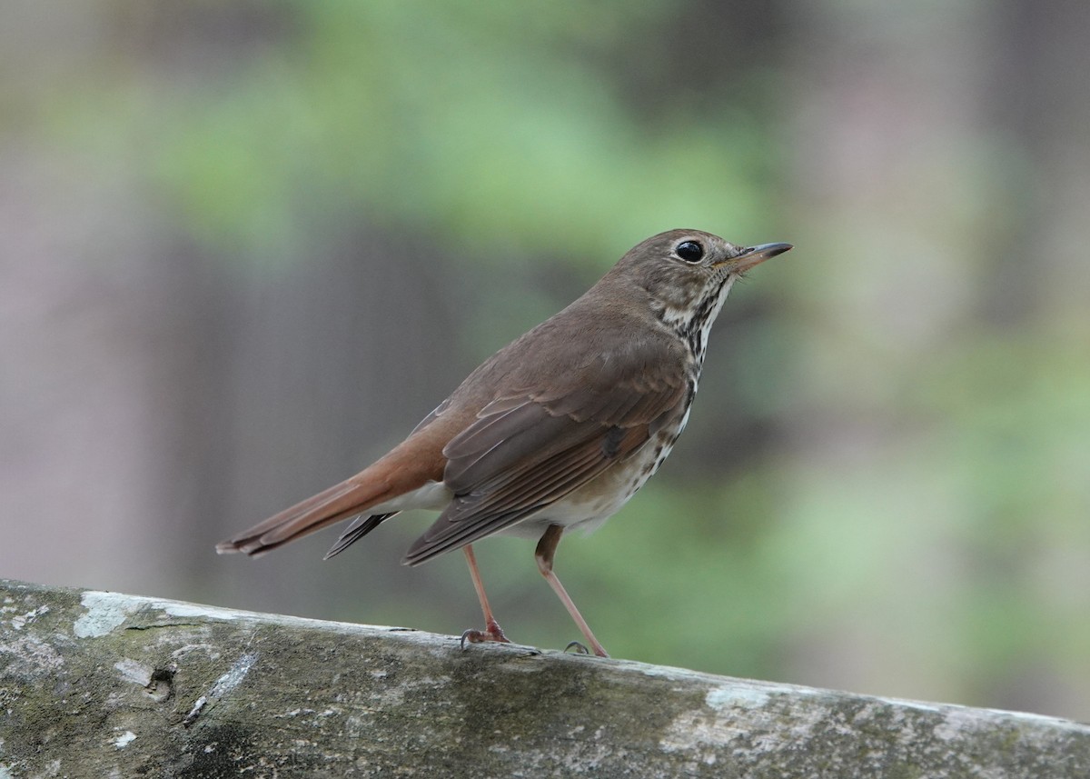 Hermit Thrush - ML617215224