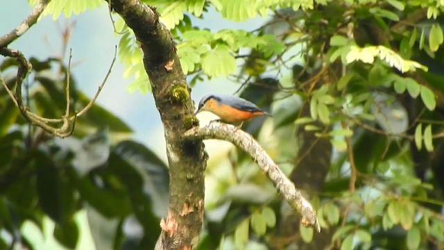 White-tailed Nuthatch - ML617215226