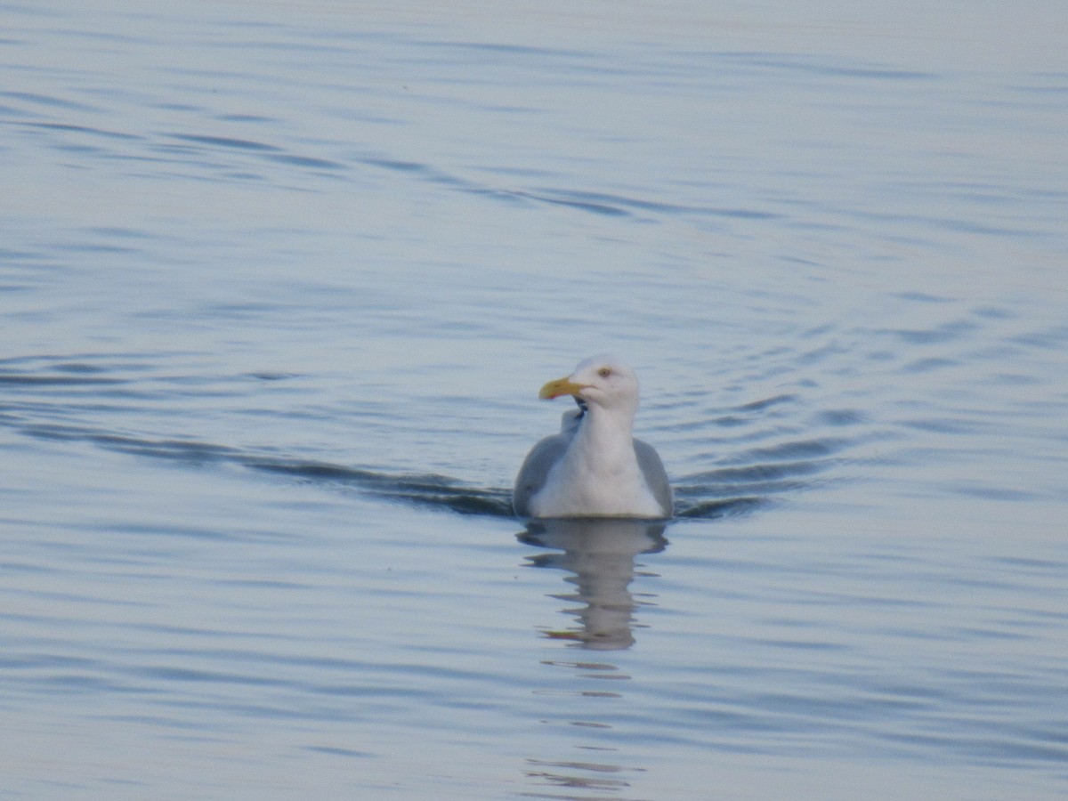 Gaviota Argéntea - ML617215250