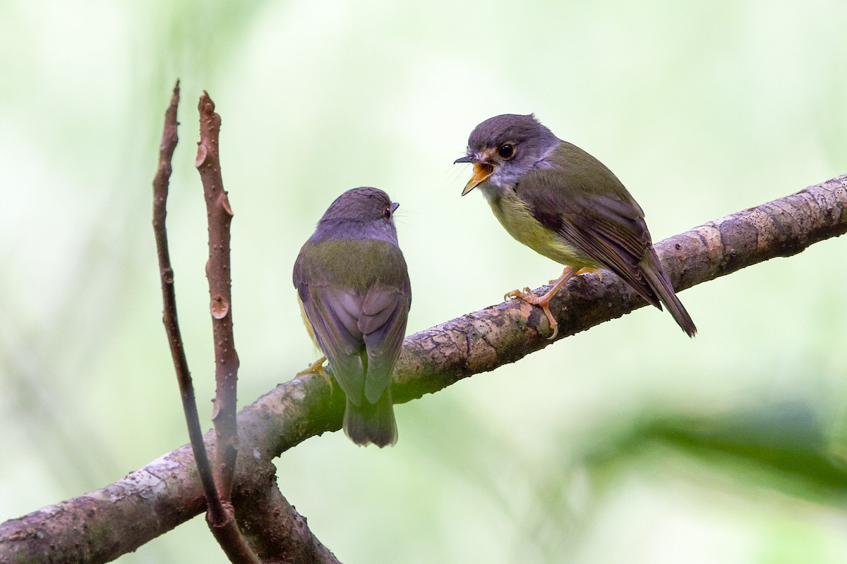 Pale-yellow Robin - ML617215258