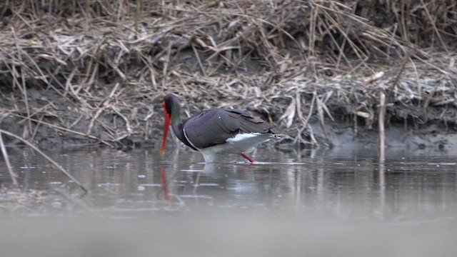 Black Stork - ML617215259