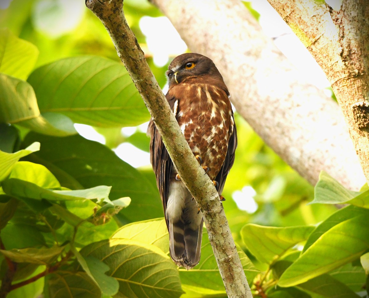 Brown Boobook - ML617215296