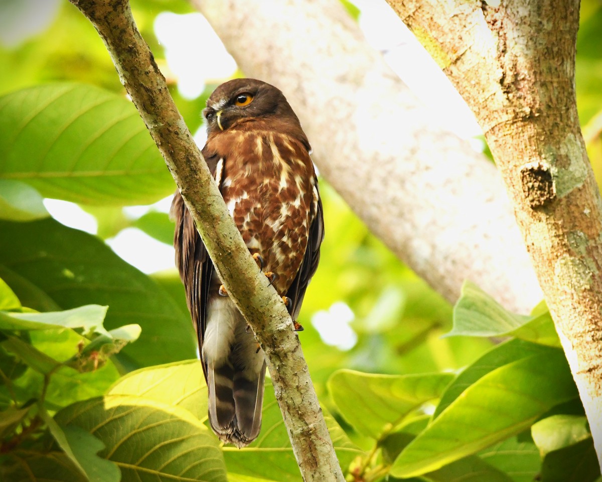 Brown Boobook - ML617215335